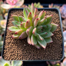 Echeveria 'Sarabony' 2"-3" Cluster Succulent Plant