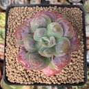 Echeveria 'Hearts Delight' 2" Succulent Plant