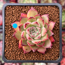 Echeveria Agavoides 'Joy' 1" Succulent Plant