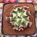 Echeveria 'Black Hawk' 2" Succulent Plant