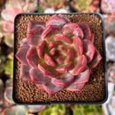 Echeveria 'Sharman' 2" Succulent Plant