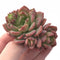 Echeveria ‘Dentura’ Cluster 2" Rare Succulent Plant