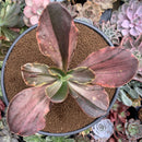 Echeveria 'Fimbriata' Variegated AKA 'Fasciculata' 5" Succulent Plant