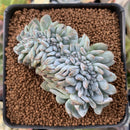 Echeveria 'Elegans Potosina' Crested 2"-3" Succulent Plant
