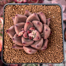 Echeveria Agavoides 'Shaikh' 2" Succulent Plant
