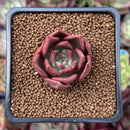 Echeveria Agavoides 'Red wine' 1" Small Succulent Plant