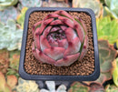 Echeveria 'Casio' 1" Succulent Plant