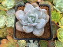 Echeveria 'Laui' 2" Powdery Succulent Plant