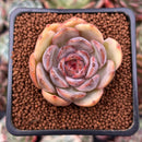 Echeveria 'Mirine' 1" Succulent Plant