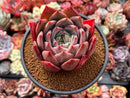 Echeveria 'Baekya' 4" Succulent Plant