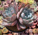 Echeveria 'Ivory' 6" Cluster Succulent Plant