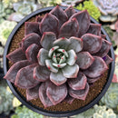 Echeveria 'Purple Champaign' 4" Succulent Plant
