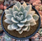 Graptoveria 'Opalina' Variegated Large 5" Succulent Plant