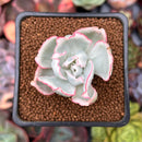 Echeveria 'Berkley Light' Variegated 1” Succulent Plant
