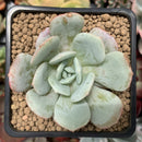 Echeveria 'Soulmint' 1"-2" Powdery Succulent Plant