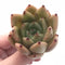 Echeveria Agavoides ‘Piglet’ 2” Rare Succulent Plant