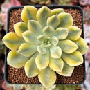 Echeveria 'Moon Fairy' Variegated 2" Succulent Plant