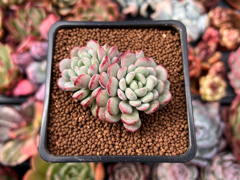 echeveria pearl succulent Echeveria 'Pearl Bean' 1" Cluster Succulent Plant – True Succulents Plant Co