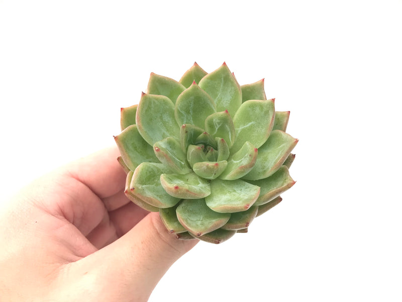 snow angel succulent Echeveria 'Snow Angel' 3" Succulent Plant – True Succulents Plant Co