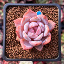 Echeveria 'Elegans Potosina' 2" Succulent Plant