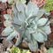Echeveria 'Manner Queen' 4"-5" Cluster Succulent Plant