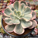 Echeveria 'Secunda' Variegated 4" Succulent Plant