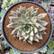 Echeveria sp. Hybrid 6" Large Succulent Plant