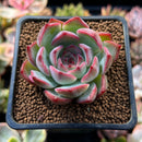 Echeveria 'Estrella' 2" Succulent Plant