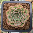Echeveria 'Melanie' 1" Succulent Plant