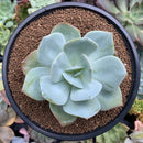 Echeveria 'Hakuhou' non-variegated 3" Succulent Plant