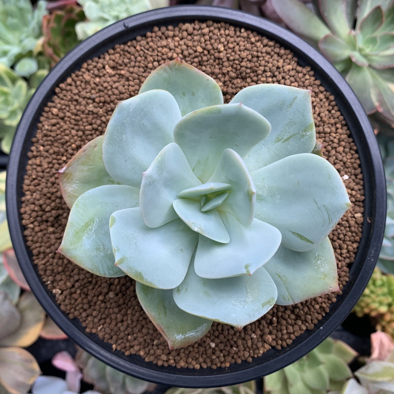 non succulent Echeveria 'Hakuhou' non-variegated 3