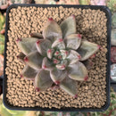 Echeveria Agavoides 'Pysche 2" Succulent Plant