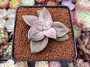 Echeveria 'Xichuensis' 2" Succulent Plant