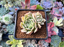 Echeveria 'Love Wave' Hybrid of 'Simulans' x 'Captain Hayes' 1" New Hybrid Succulent Plant