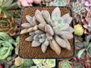 Echeveria 'Jin-Joo-Hee' 2"-3" Succulent Plant