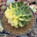 Echeveria 'Bob Jolly' Variegated 3"-4" Succulent Plant