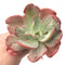 Copy of Echeveria 'Beserk' Variegated Extra Large 7"+ Succulent Plant