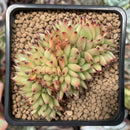 Echeveria 'Ebony' Crested 2" Succulent Plant