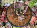 Echeveria 'Purple Champaign' 4" Succulent Plant