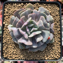 Echeveria 'Cubic Frost' 3" Cutting Succulent Plant