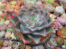 Echeveria 'Mojeong' 6" Large Powdery Succulent Plant