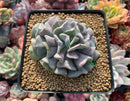 Echeveria 'Cubic Frost' 3" Cutting Succulent Plant