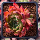 Echeveria Agavoides 'Cream Puff' 2" Cluster Succulent Plant