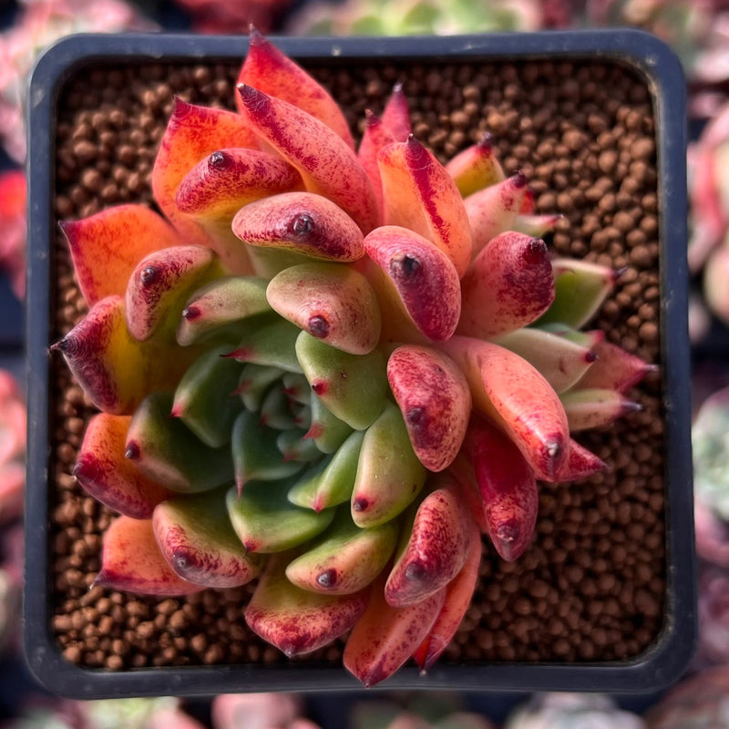 Echeveria Agavoides 'Cream Puff' 2" Cluster Succulent Plant  True Succulents  Plant Co.