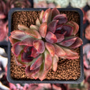 Echeveria 'Violet Cheese' 2" Succulent Plant