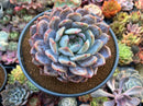 Echeveria 'Orange Monroe' 5"-6" Powdery Large Succulent Plant
