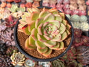 Echeveria 'Orange Champaign' 4" Succulent Plant