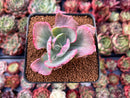 Echeveria 'Flying Cloud' Variegated 2"-3" Succulent Plant