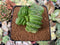 Haworthia Truncata 3" Cluster Succulent Plant