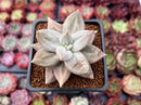 Echeveria 'Xichuensis' 2" Succulent Plant *Blemished*